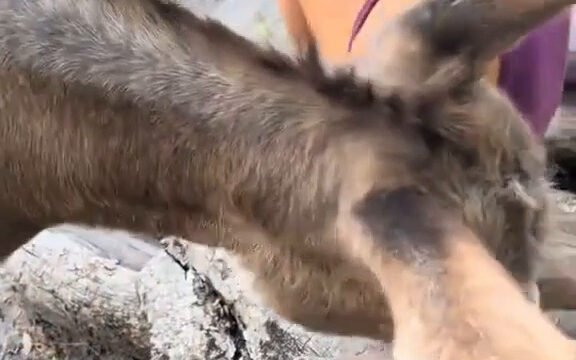 Those Who Love Donkeys Know How Special Their Hearts Can Be