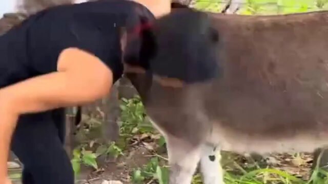 The Beautiful Bond Between Donkeys and the People Who Love Them